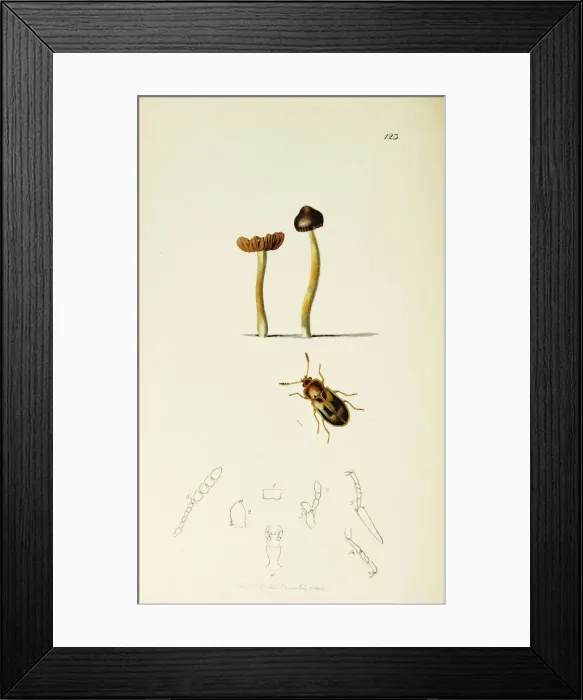 Framed Print : Curtis British Entomology Plate 123 Framed Print : Curtis British Entomology Plate 123