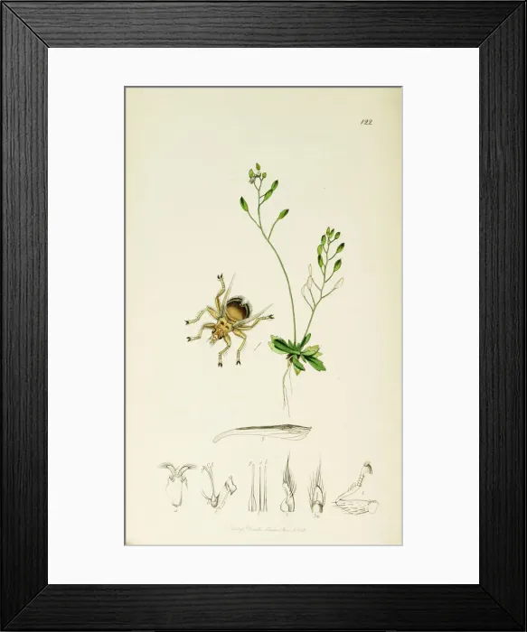 Framed Print : Curtis British Entomology Plate 122 Framed Print : Curtis British Entomology Plate 122