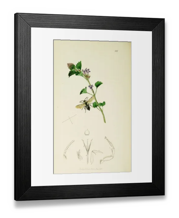 Framed Print : Curtis British Entomology Plate 125 Framed Print : Curtis British Entomology Plate 125