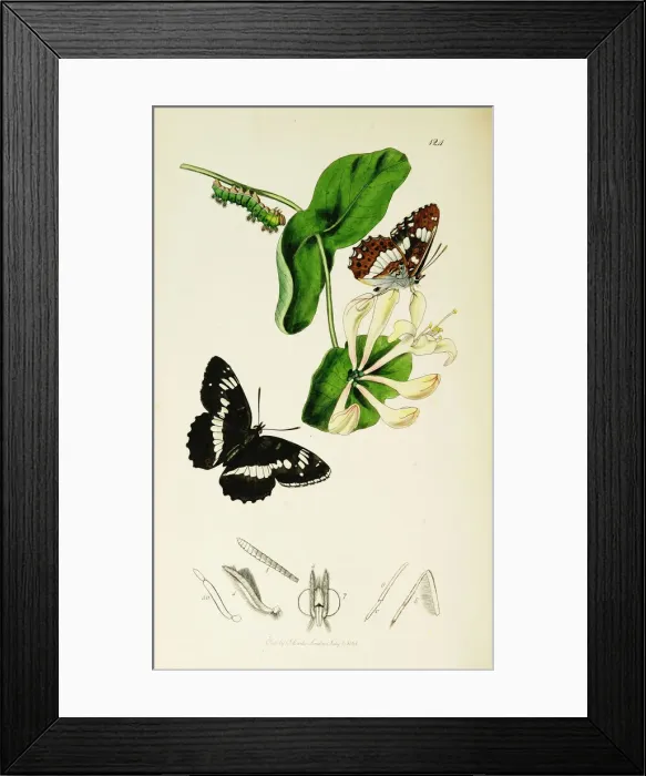 Framed Print : Curtis British Entomology Plate 124 Framed Print : Curtis British Entomology Plate 124