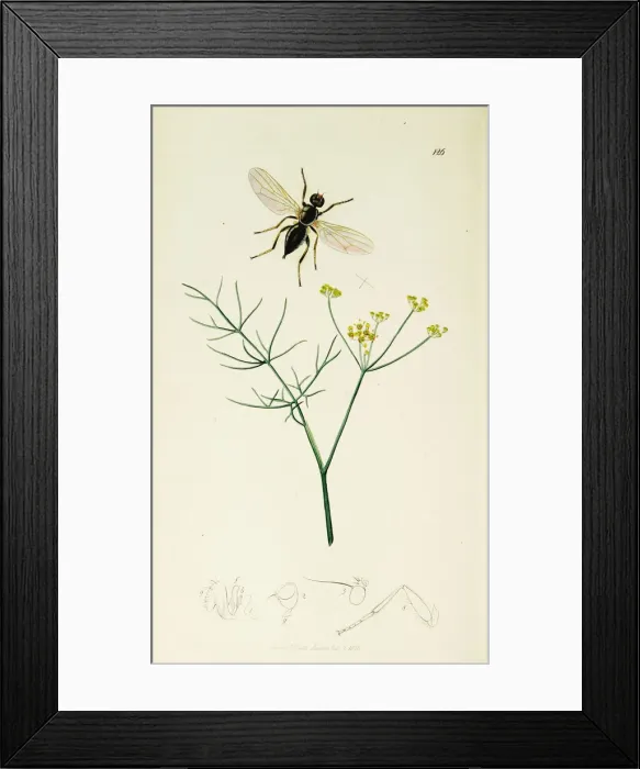 Framed Print : Curtis British Entomology Plate 126 Framed Print : Curtis British Entomology Plate 126