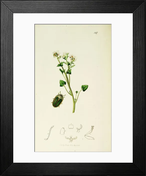 Framed Print : Curtis British Entomology Plate 127 Framed Print : Curtis British Entomology Plate 127