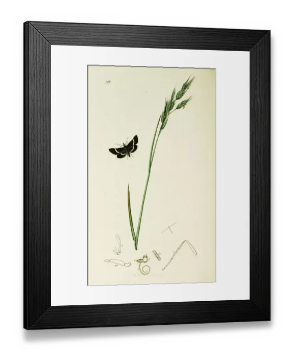 Framed Print : Curtis British Entomology Plate 128 Framed Print : Curtis British Entomology Plate 128