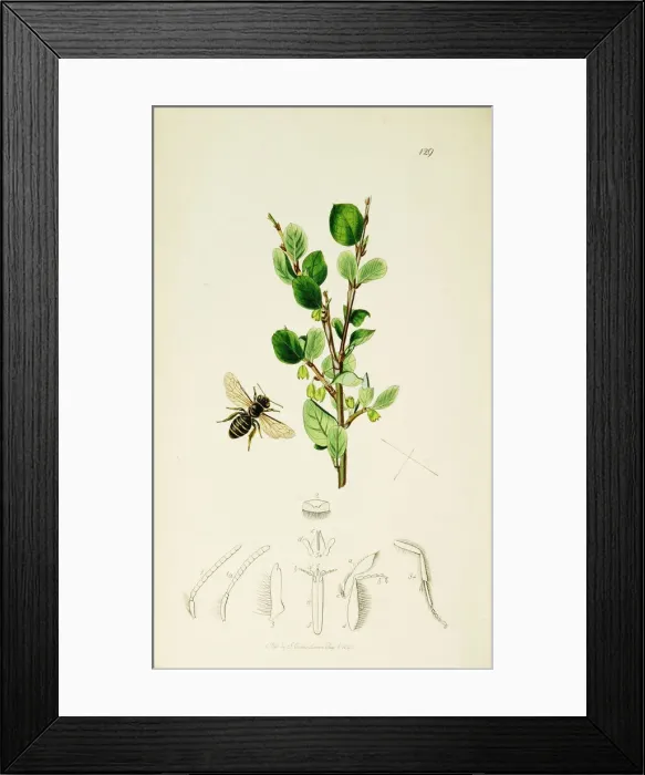 Framed Print : Curtis British Entomology Plate 129 Framed Print : Curtis British Entomology Plate 129