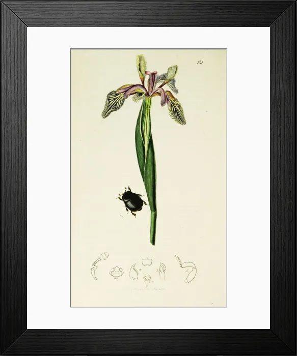 Framed Print : Curtis British Entomology Plate 131 Framed Print : Curtis British Entomology Plate 131