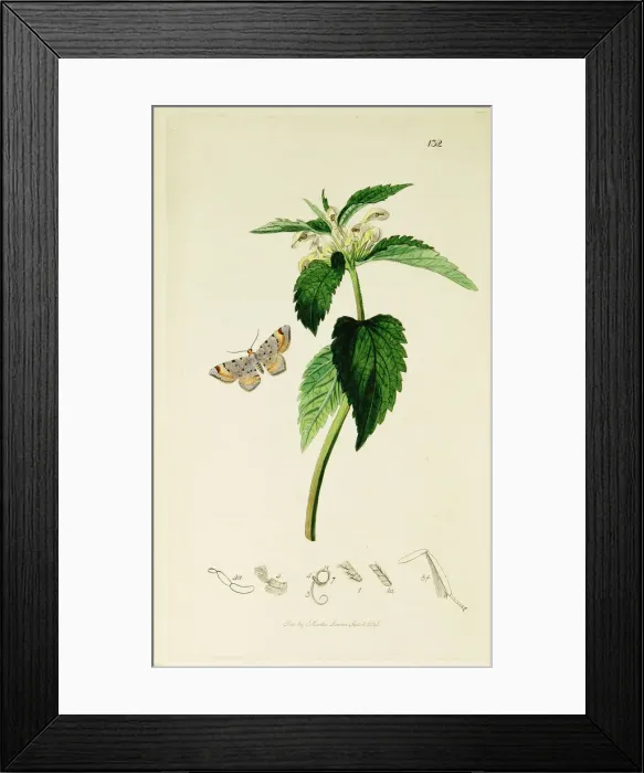 Framed Print : Curtis British Entomology Plate 132
