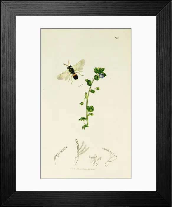 Framed Print : Curtis British Entomology Plate 133 Framed Print : Curtis British Entomology Plate 133