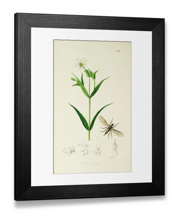 Framed Print : Curtis British Entomology Plate 130 Framed Print : Curtis British Entomology Plate 130