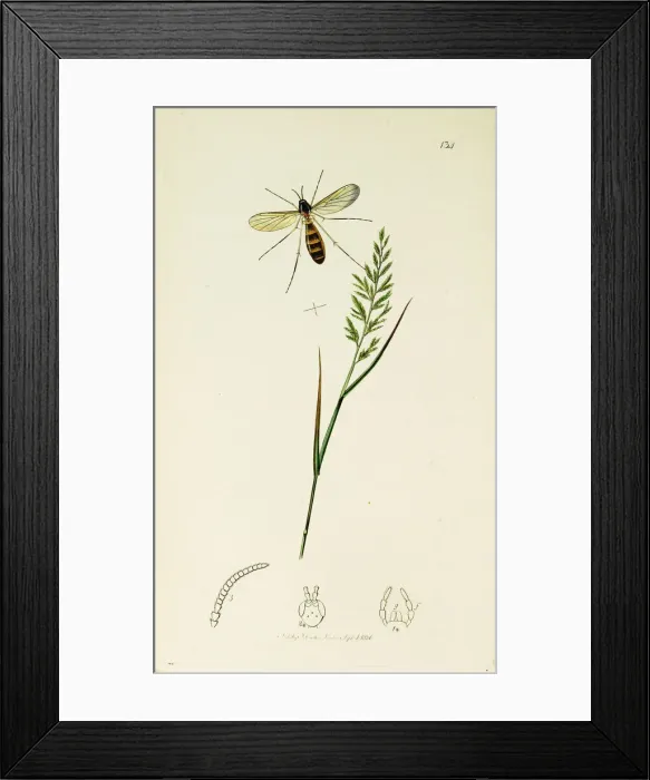 Framed Print : Curtis British Entomology Plate 134 Framed Print : Curtis British Entomology Plate 134