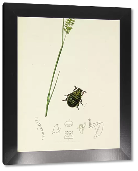 Curtis British Entomology Plate 135