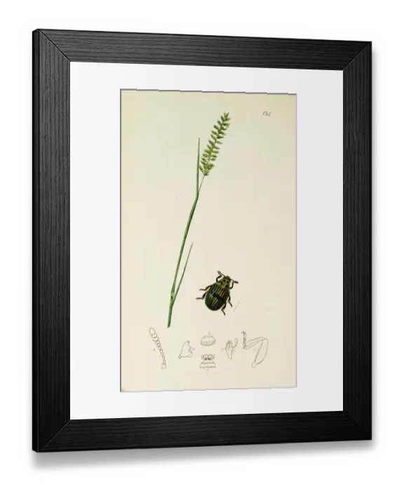 Framed Print : Curtis British Entomology Plate 135 Framed Print : Curtis British Entomology Plate 135