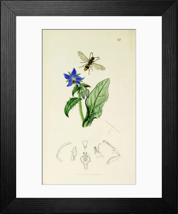 Framed Print : Curtis British Entomology Plate 137 Framed Print : Curtis British Entomology Plate 137