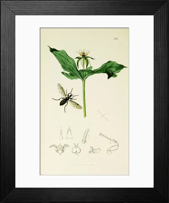 Framed Print : Curtis British Entomology Plate 138