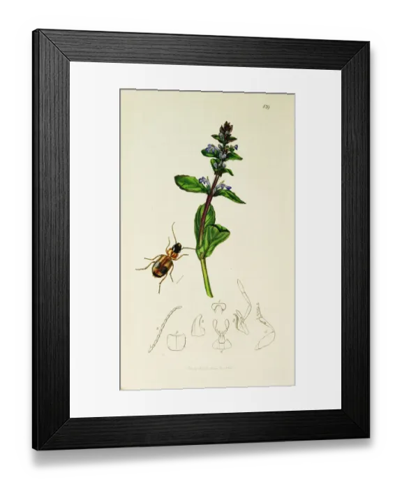 Framed Print : Curtis British Entomology Plate 139 Framed Print : Curtis British Entomology Plate 139