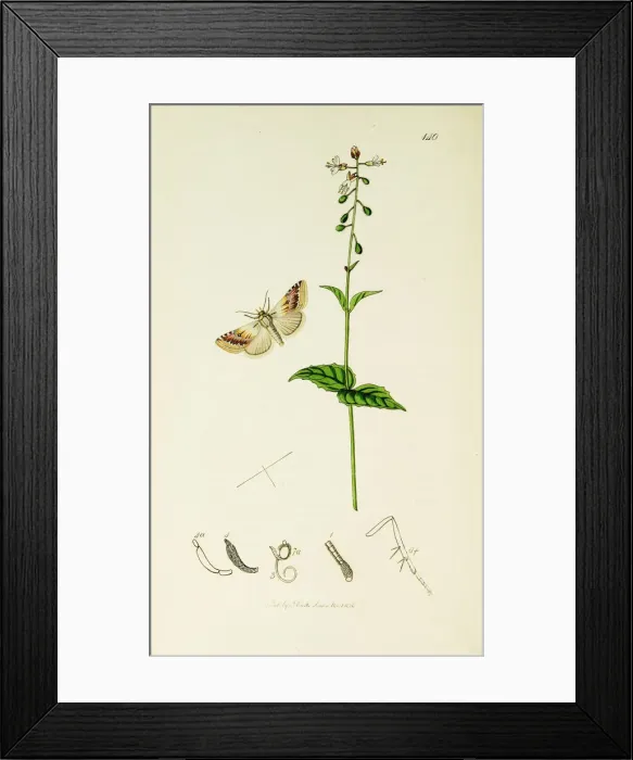 Framed Print : Curtis British Entomology Plate 140 Framed Print : Curtis British Entomology Plate 140