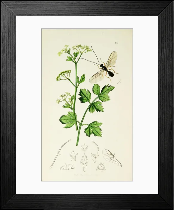 Framed Print : Curtis British Entomology Plate 141 Framed Print : Curtis British Entomology Plate 141