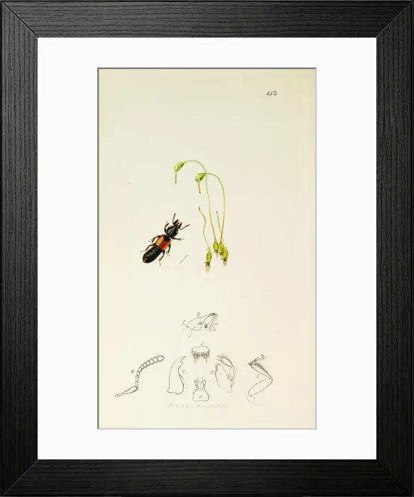 Framed Print : Curtis British Entomology Plate 143 Framed Print : Curtis British Entomology Plate 143