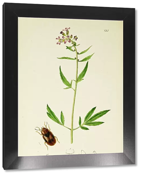 Curtis British Entomology Plate 144
