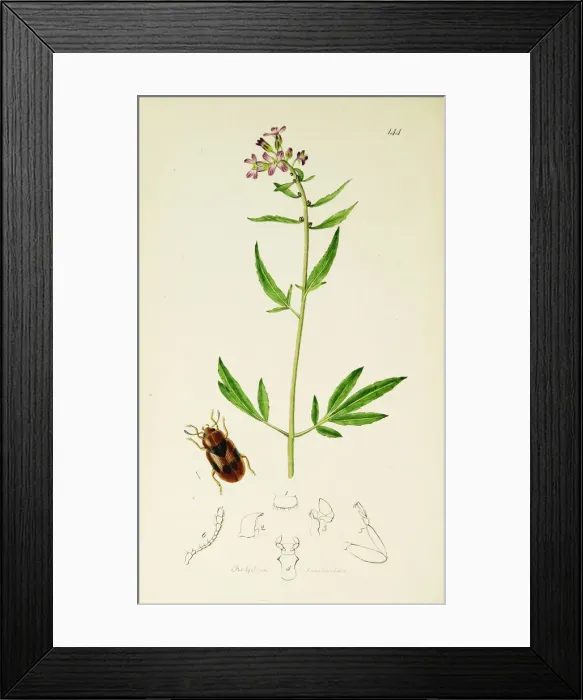 Framed Print : Curtis British Entomology Plate 144