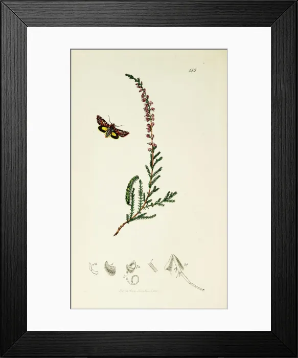 Framed Print : Curtis British Entomology Plate 145 Framed Print : Curtis British Entomology Plate 145