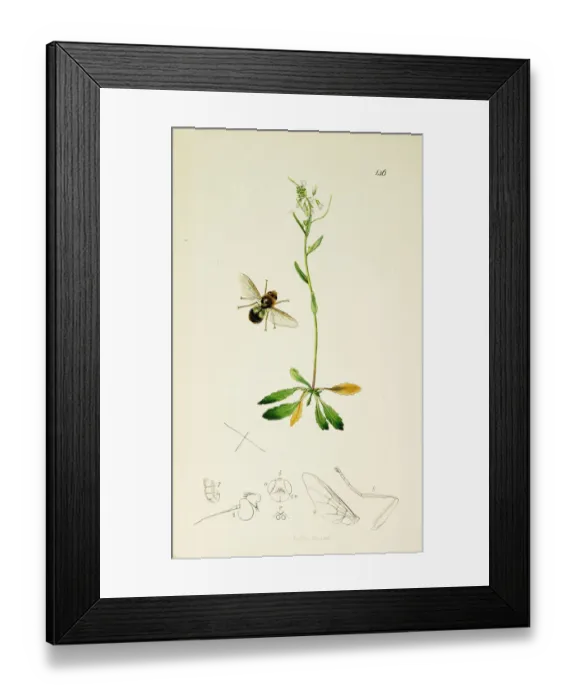 Framed Print : Curtis British Entomology Plate 146 Framed Print : Curtis British Entomology Plate 146