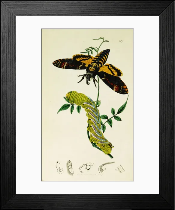 Framed Print : Curtis British Entomology Plate 147 Framed Print : Curtis British Entomology Plate 147