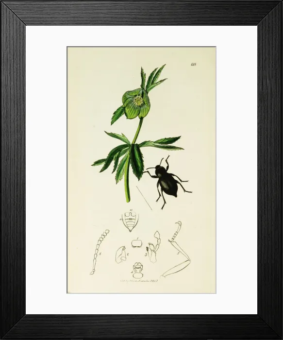 Framed Print : Curtis British Entomology Plate 148 Framed Print : Curtis British Entomology Plate 148