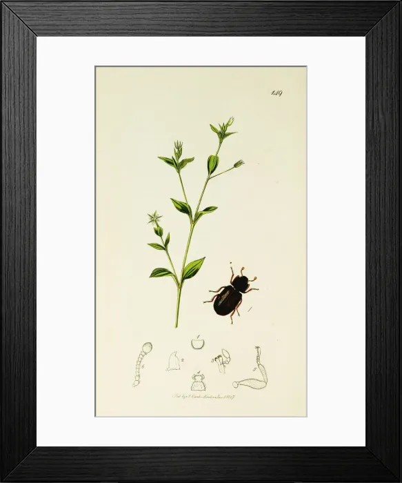 Framed Print : Curtis British Entomology Plate 149 Framed Print : Curtis British Entomology Plate 149