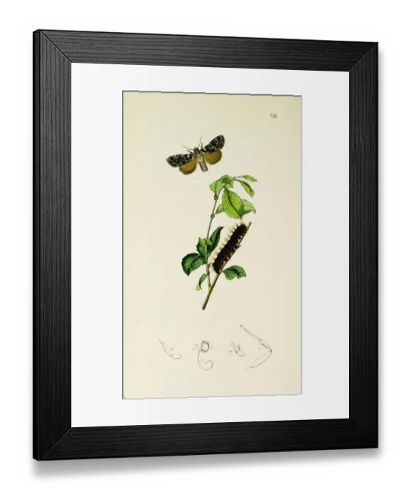 Framed Print : Curtis British Entomology Plate 136 Framed Print : Curtis British Entomology Plate 136