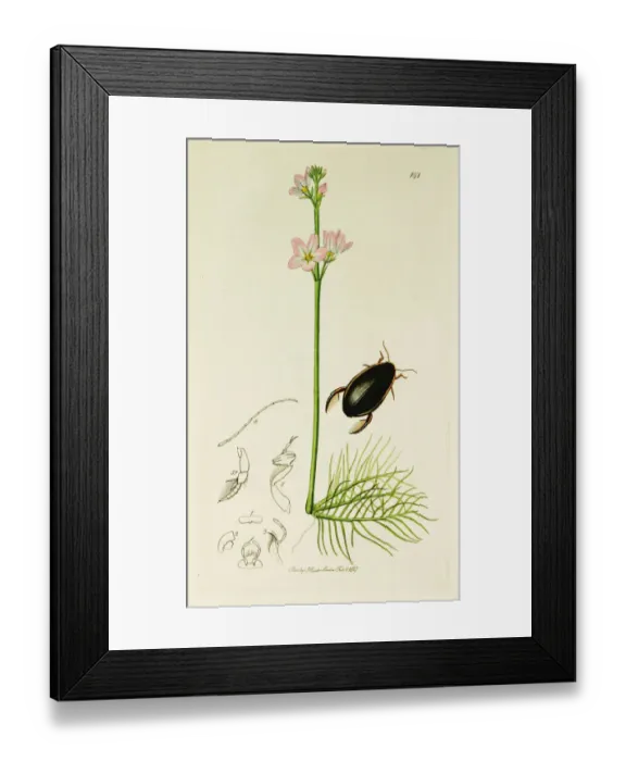 Framed Print : Curtis British Entomology Plate 151