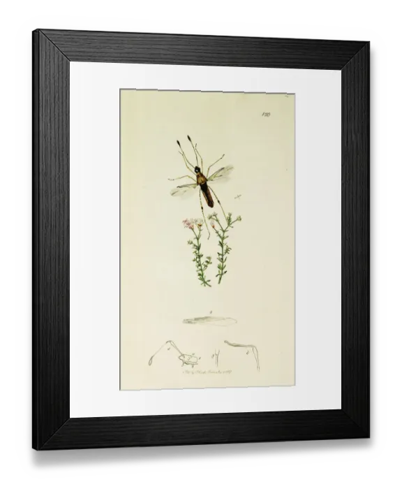 Framed Print : Curtis British Entomology Plate 150 Framed Print : Curtis British Entomology Plate 150
