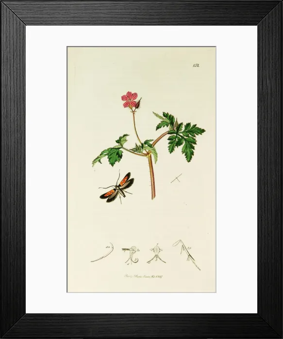 Framed Print : Curtis British Entomology Plate 152 Framed Print : Curtis British Entomology Plate 152