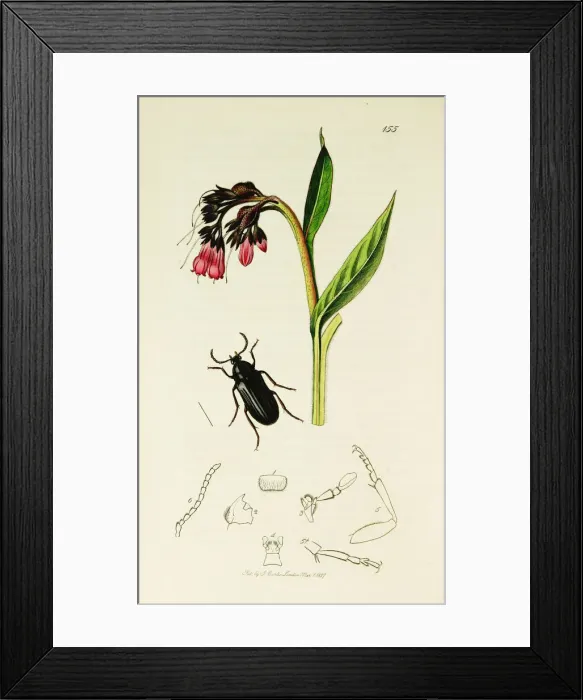 Framed Print : Curtis British Entomology Plate 155 Framed Print : Curtis British Entomology Plate 155