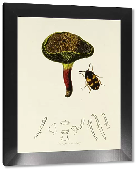 Curtis British Entomology Plate 156