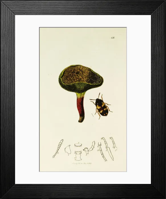 Framed Print : Curtis British Entomology Plate 156 Framed Print : Curtis British Entomology Plate 156