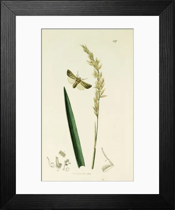 Framed Print : Curtis British Entomology Plate 157 Framed Print : Curtis British Entomology Plate 157