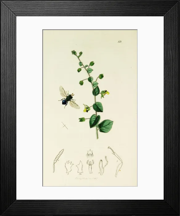 Framed Print : Curtis British Entomology Plate 158 Framed Print : Curtis British Entomology Plate 158