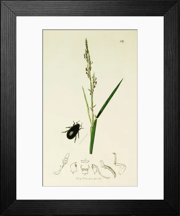 Framed Print : Curtis British Entomology Plate 159 Framed Print : Curtis British Entomology Plate 159