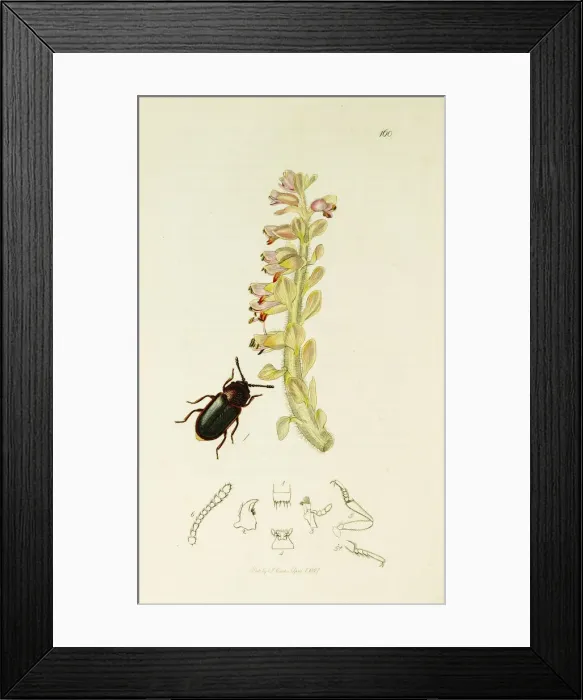 Framed Print : Curtis British Entomology Plate 160 Framed Print : Curtis British Entomology Plate 160