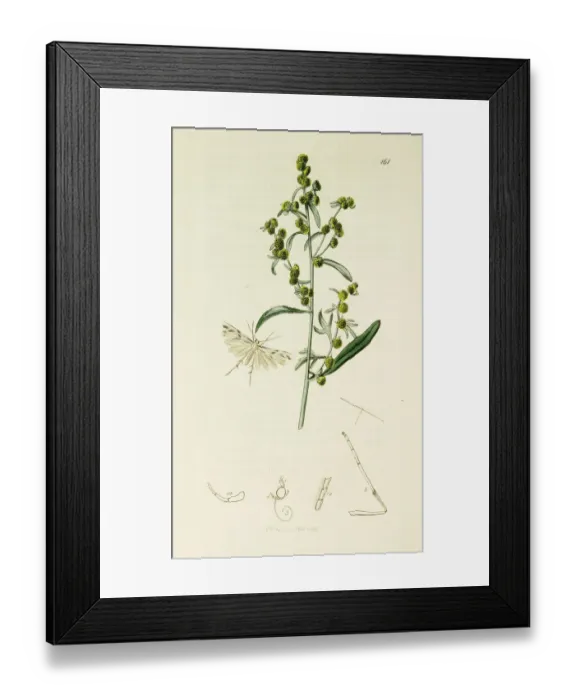 Framed Print : Curtis British Entomology Plate 161 Framed Print : Curtis British Entomology Plate 161