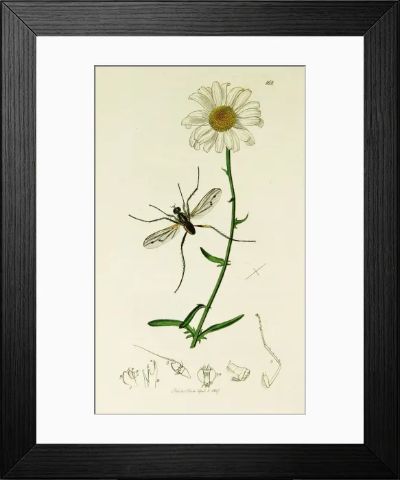 Framed Print : Curtis British Entomology Plate 162 Framed Print : Curtis British Entomology Plate 162