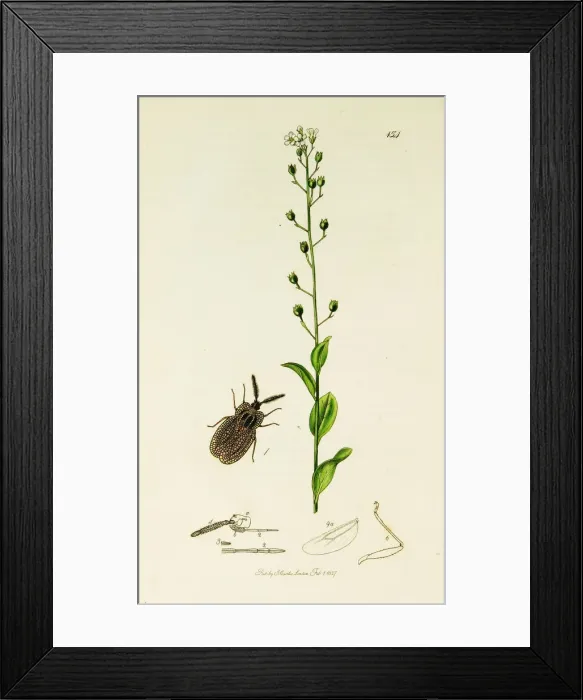 Framed Print : Curtis British Entomology Plate 154 Framed Print : Curtis British Entomology Plate 154
