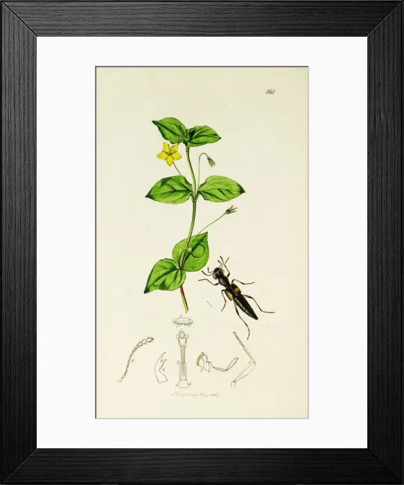 Framed Print : Curtis British Entomology Plate 164 Framed Print : Curtis British Entomology Plate 164