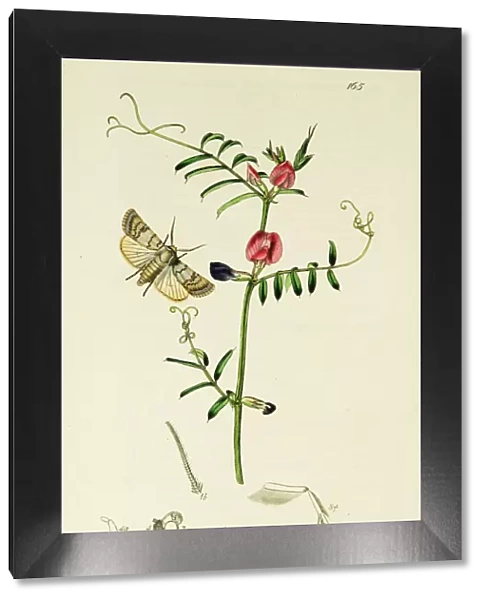 Curtis British Entomology Plate 165