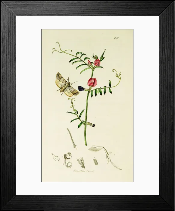 Framed Print : Curtis British Entomology Plate 165 Framed Print : Curtis British Entomology Plate 165