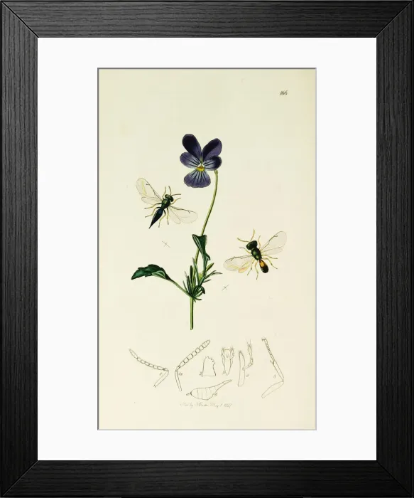 Framed Print : Curtis British Entomology Plate 166 Framed Print : Curtis British Entomology Plate 166