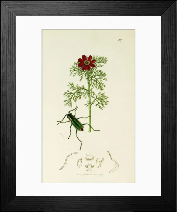 Framed Print : Curtis British Entomology Plate 167 Framed Print : Curtis British Entomology Plate 167