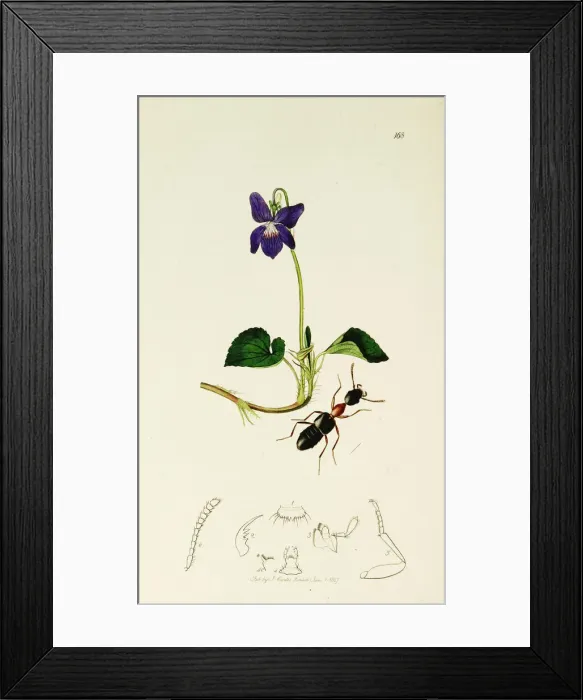 Framed Print : Curtis British Entomology Plate 168 Framed Print : Curtis British Entomology Plate 168