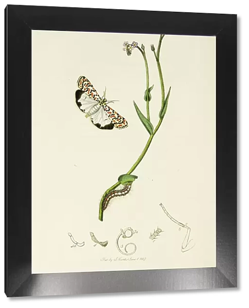 Curtis British Entomology Plate 169