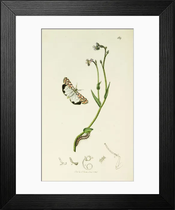 Framed Print : Curtis British Entomology Plate 169 Framed Print : Curtis British Entomology Plate 169
